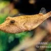 Brauner Kugelfisch, Tetraodon Miurus -Fischbedarf Laden Brauner Kugelfisch Tetraodon miurus 4