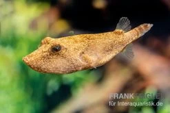 Brauner Kugelfisch, Tetraodon Miurus