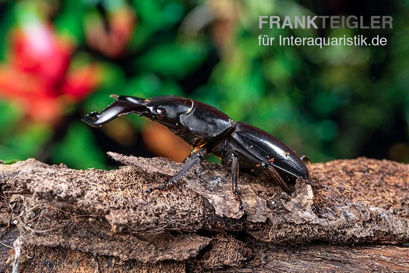 Bucephalus-Hirschkäfer, Dorcus Bucephalus 7 Bucephalus-Hirschkäfer, Dorcus Bucephalus – Bild 5