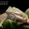 Budgett`s-Frosch, Lepidobatrachus Laevis -Fischbedarf Laden Budgetts Frosch Lepidobatrachus laevis 1