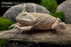 Budgett`s-Frosch, Lepidobatrachus Laevis -Fischbedarf Laden Budgetts Frosch Lepidobatrachus laevis 4