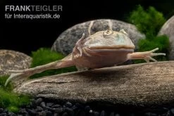Budgett`s-Frosch, Lepidobatrachus Laevis -Fischbedarf Laden Budgetts Frosch Lepidobatrachus laevis 5