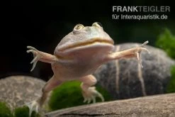 Budgett`s-Frosch, Lepidobatrachus Laevis -Fischbedarf Laden Budgetts Frosch Lepidobatrachus laevis 6