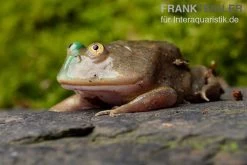 Budgett`s-Frosch, Lepidobatrachus Laevis -Fischbedarf Laden Budgetts Frosch Lepidobatrachus laevis 7