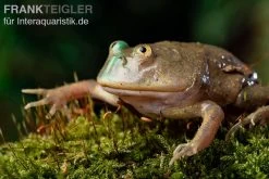 Budgett`s-Frosch, Lepidobatrachus Laevis -Fischbedarf Laden Budgetts Frosch Lepidobatrachus laevis 9