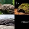 Bundle: 2x Antennenwels M (Ancistrus Sp.) + Kokosnusshöhle Bepflanzt -Fischbedarf Laden Bundle Antennenwels Kokosnuss