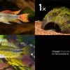 Bundle: 2x Zwergbuntbarsch, Apistogramma Cacad.. + Kokosnusshöhle Bepflanzt -Fischbedarf Laden Bundle Apistogramma Kokosnuss