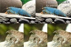 Bundle: Fächergarnelen-Set "Radarstation", 2 X Monsterfächergarnele M + 3 X Molukkenfächergarnelen