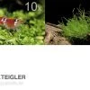 Bundle Scaper Truppe: 10 X Crystal Red Garnele + Mangrovenwurzel Mit Moos -Fischbedarf Laden Bundle Scaper Truppe 10 x Crystal Red Garnele Mangrovenwurzel mit Moos