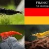 Bundle: Zwerggarnelen-Set "Deutschland", 5 X Chocolate + 5 X Sakura Red X 5 X Yellow Fire Garnelen -Fischbedarf Laden Bundle Zwerggarnelen Set Deutschland 5 x Chocolate 5 x Sakura Red x 5 x Yellow Fire Garnelen