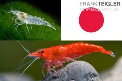 Bundle: Zwerggarnelen-Set "Japan", 10 X Sakura Red + 10 X White Pearl Garnelen