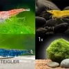 Bundle Bunte Truppe: 10 X Neocaridina Im Farbmix + Javamoos 2 Bundle Bunte Truppe: 10 X Neocaridina Im Farbmix + Javamoos -Fischbedarf Laden Bunte Truppe 10 x Neocaridina im Farbmix Mooskugel