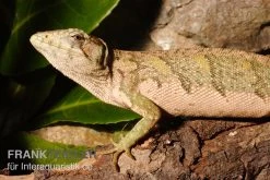 Buntleguan, Polychrus Marmoratus -Fischbedarf Laden Buntleguan Polychrus marmoratus 3