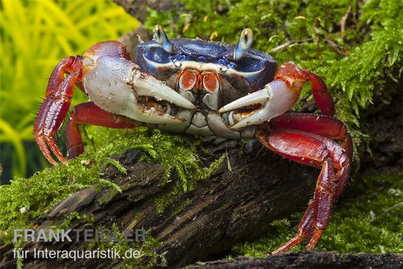 Harlekinkrabbe, Cardisoma Armatum 5 Harlekinkrabbe, Cardisoma Armatum – Bild 3