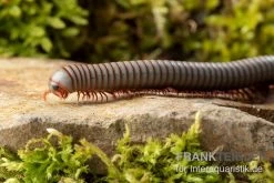 Caudulanus-Tausendfüßer, Spirobolus Caudulanus -Fischbedarf Laden Caudulanus Tausendfuesser Spirobolus caudulanus 4