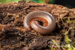 Caudulanus-Tausendfüßer, Spirobolus Caudulanus -Fischbedarf Laden Caudulanus Tausendfuesser Spirobolus caudulanus 5