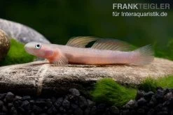 Cebu-Grundel, Sicyopus Cebuensis, 1 Paar -Fischbedarf Laden Cebu Grundel Sicyopus cebuensis 3