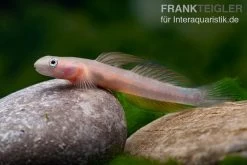 Cebu-Grundel, Sicyopus Cebuensis, 1 Paar -Fischbedarf Laden Cebu Grundel Sicyopus cebuensis 4