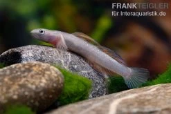 Cebu-Grundel, Sicyopus Cebuensis, 1 Paar -Fischbedarf Laden Cebu Grundel Sicyopus cebuensis 5