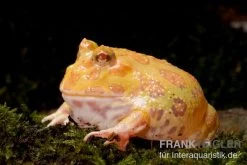 Aprikosefarbener Albino Pacman-Frog, Ceratophrys Cranwelli Apricot