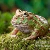 Camouflage-Pacman-Frog, Ceratophrys Cranwelli Camouflage -Fischbedarf Laden Ceratophrys cranwelli Camouflage 1