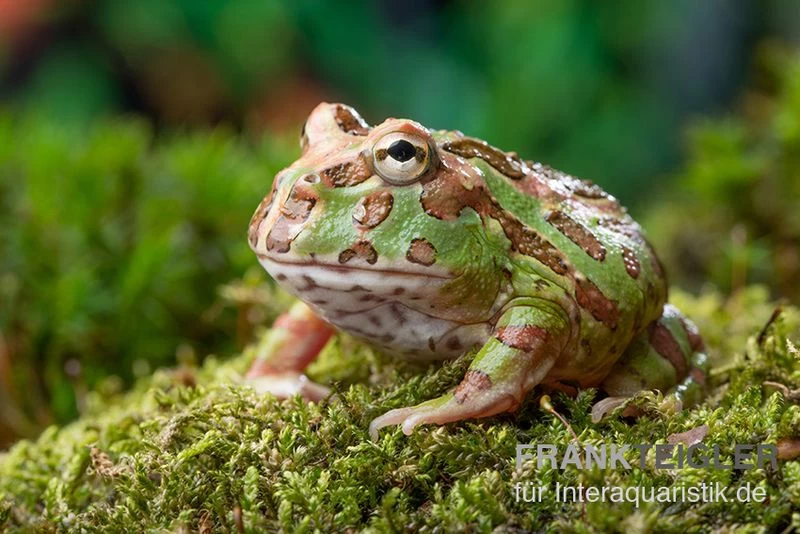 Camouflage-Pacman-Frog, Ceratophrys Cranwelli Camouflage 3 Camouflage-Pacman-Frog, Ceratophrys Cranwelli Camouflage