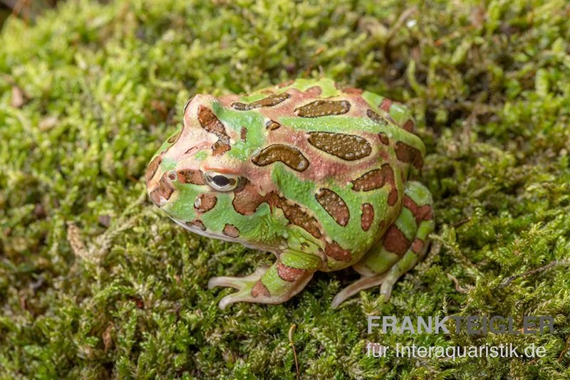 Camouflage-Pacman-Frog, Ceratophrys Cranwelli Camouflage 4 Camouflage-Pacman-Frog, Ceratophrys Cranwelli Camouflage – Bild 2