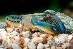 Cherax "Blue Lightning Striped", Cherax Misolicus