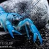 Blauer Yabby, Cherax Destructor "Blue Pearl" 2 Blauer Yabby, Cherax Destructor "Blue Pearl" -Fischbedarf Laden Cherax destructor Blue Pearl 3