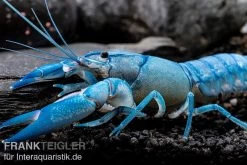 Blauer Yabby, Cherax Destructor "Blue Pearl" -Fischbedarf Laden Cherax destructor Blue Pearl 8