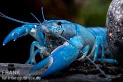 Blauer Yabby, Cherax Destructor "Blue Pearl" -Fischbedarf Laden Cherax destructor Blue Pearl 9