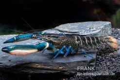 Cherax Sp. 'Blue Moon' Snake Skin -Fischbedarf Laden Cherax spec BLUE MOON SNAKE SKIN m