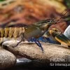Roter Kambuayakrebs, Cherax Spec. Kambuaya Creek Red Claw