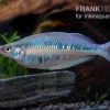 Gestreifter Regenbogenfisch, Chilatherina Fasciata, 5 Tiere -Fischbedarf Laden Chilatherina fasciata gestreifter regenbogenfisch