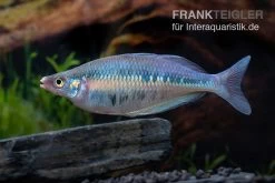 Gestreifter Regenbogenfisch, Chilatherina Fasciata, 5 Tiere