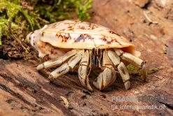 5 Kleine Landeinsiedlerkrebse, Coenobita Spec. -Fischbedarf Laden Coenobita White Tiger 8