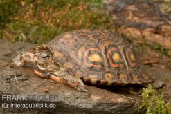 Costa-Rica-Pracht-Erdschildkröte, Rhinoclemmys Pulcherrima Manni 7 Costa-Rica-Pracht-Erdschildkröte, Rhinoclemmys Pulcherrima Manni -Fischbedarf Laden Costa Rica Pracht Erdschildkroet Rhinoclemmys pulcherrima manni 3