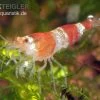 Bundle: 10x Crystal Red Garnele, Caridina Logemanni + Moos -Fischbedarf Laden Crystal Red Garnele caridina logemanni