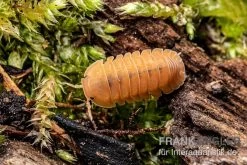 Mandarin-Assel, Cubaris Sp. “RubberduckyMandarin” -Fischbedarf Laden Cubaris sp Rubberducky Mandarin Assel
