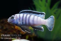 Sechsstreifen-Tilapia, Cynotilapia Afra "Jalo Reef", DNZ 9 Sechsstreifen-Tilapia, Cynotilapia Afra "Jalo Reef", DNZ -Fischbedarf Laden Cynotilapia afra 2