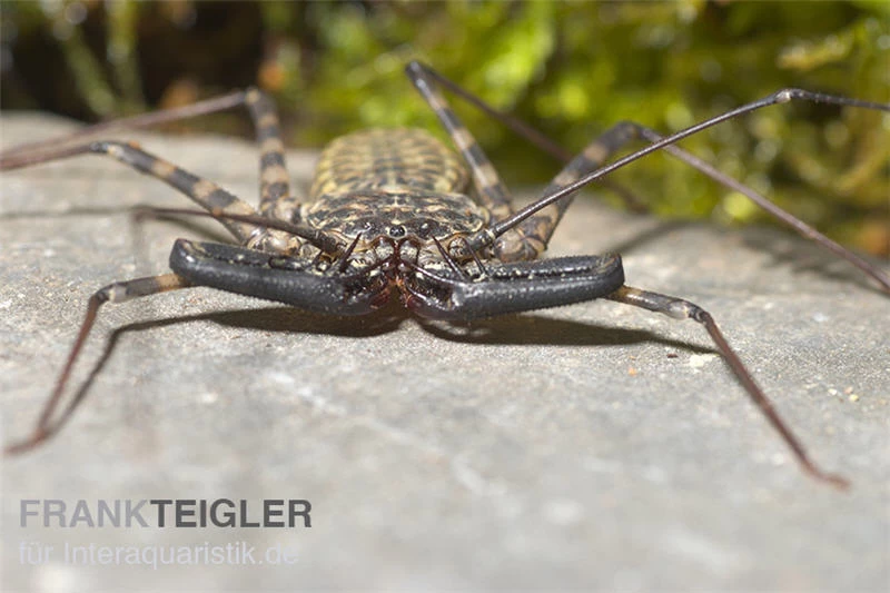 Geisselspinne, Damon Diadema 3 Geisselspinne, Damon Diadema