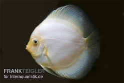 Diskusfisch ASIA-NZ, Symphysodon Discus White Diamond -Fischbedarf Laden Diskus weiss