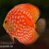 Diskusfisch ASIA-NZ, Symphysodon Discus Star Trek -Fischbedarf Laden Diskusfisch Star Trek