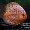 Diskusfisch ASIA-NZ, Symphysodon Discus Snake Skin Red Spotted -Fischbedarf Laden Diskusfisch Symphysodon aequifasciatus 01 Snake Skin Red spotted 5