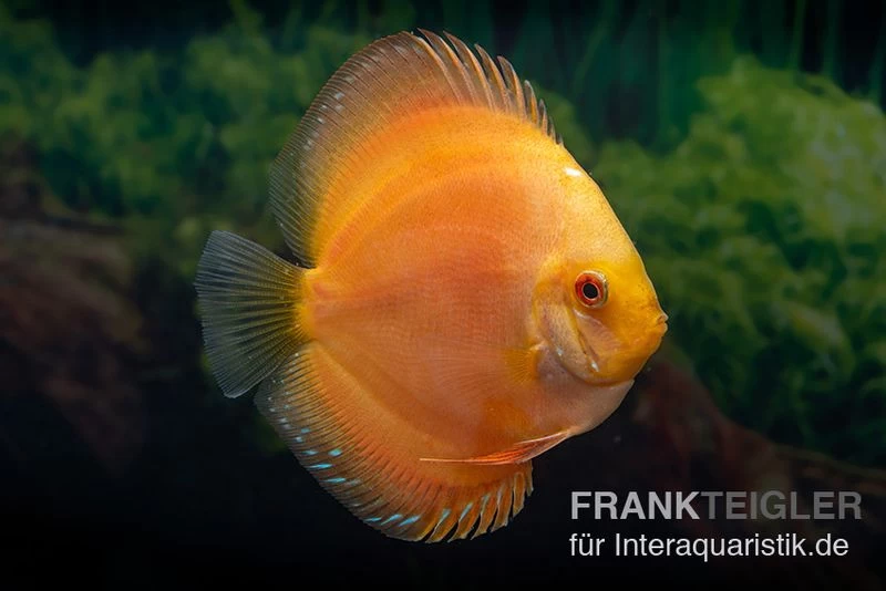 Diskusfisch ASIA-NZ, Symphysodon Discus Gold Master (Siam Gold) 3 Diskusfisch ASIA-NZ, Symphysodon Discus Gold Master (Siam Gold)