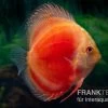 Diskusfisch ASIA-NZ, Symphysodon Discus Marlboro Red -Fischbedarf Laden Diskusfisch Symphysodon aequifasciatus 07 Marlboro red 7