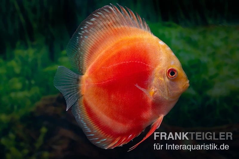 Diskusfisch ASIA-NZ, Symphysodon Discus Marlboro Red 3 Diskusfisch ASIA-NZ, Symphysodon Discus Marlboro Red