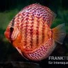 Diskusfisch ASIA-NZ, Symphysodon Discus Red Turquoise (Red Royal) -Fischbedarf Laden Diskusfisch Symphysodon aequifasciatus 10 Red turquoise 16