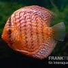 Diskusfisch ASIA-NZ, Symphysodon Discus Red Tiger -Fischbedarf Laden Diskusfisch Symphysodon aequifasciatus 17 Red Tiger 5
