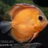 Diskusfisch ASIA-NZ, Symphysodon Discus Rose Red -Fischbedarf Laden Diskusfisch Symphysodon aequifasciatus 18 Rose Red